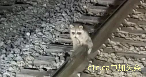 美国一只小浣熊屁股冻在铁轨上... 这也太尴尬了！！