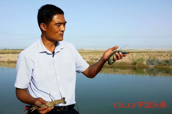 沙漠产海鲜 -新疆人工养殖深海大虾 -视频链接
